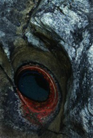 ���ӺӴ�Ͽ���ڵġ�ʯ�ӡ��ǻ�ɽ�緢���µ�?