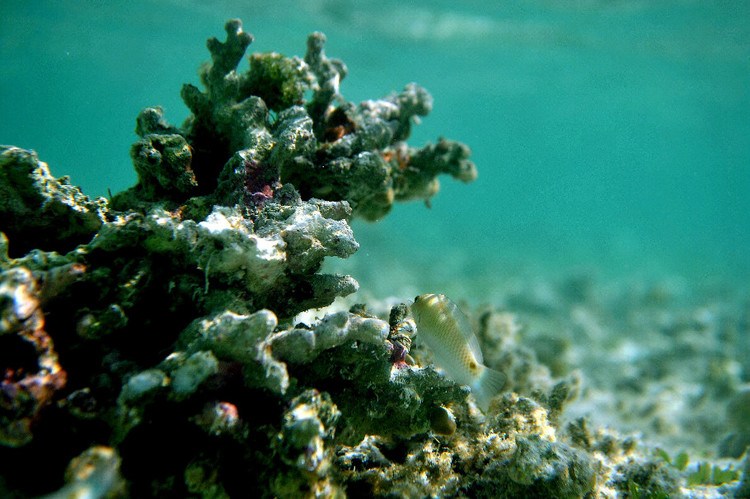 触摸西沙群岛 让人癫狂的瑰丽梦乡