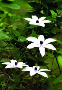 燕子河大峡谷中的奇花异草古木