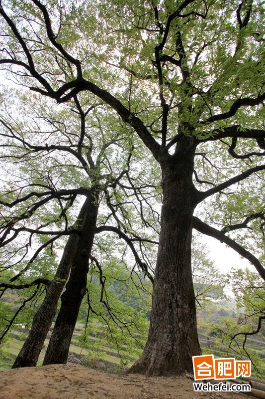 春景妖冶四月天“迷失”燕子河大峡谷