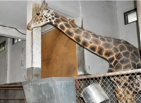非洲长颈鹿来到常州