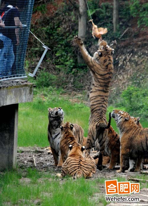 5��19���ջ�����û�ɽ���й������ջ